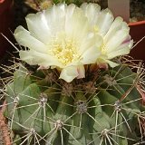 Copiapoa grandiflora ©JLcoll.751.JPG